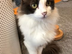 -米宠家·撸猫猫咖·专业洗猫·猫咪寄养(高新大都荟店)