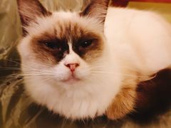 -猫色咖啡·猫咖