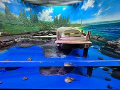 -上海海洋水族馆