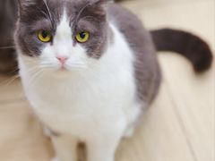 -安格丽娜·狗咖·猫咖羊驼咖(春熙路百盛商场店)