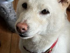 -柴犬高等学院·狗咖·柴犬售卖·宠物训练