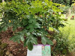 -中国科学院西双版纳热带植物园
