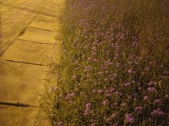 -香园自助小火锅
