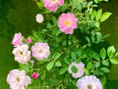 -UNI UNI(环亚凯瑟琳店)