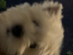 -翊宠yipet猫狗购宠庄园犬舍•猫舍