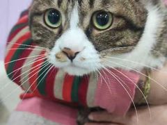 -A猫a狗全科·犬猫异宠·芥西宠物医院(南开总院)