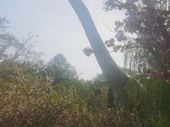 -自然谷恐龙园