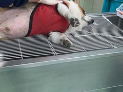 -北京观赏动物医院·24小时大型综合·猫专科·异宠专科