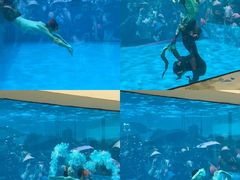 -秦皇岛乐岛海洋王国