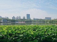 -莲花池公园