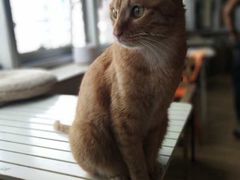 -Cappucimeow猫咪咖啡馆(韦伯时代店)