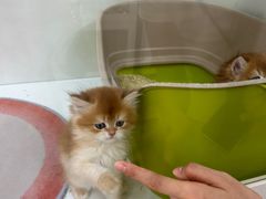 -青奢宠物·青奢猫舍