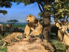 -国家自然博物馆