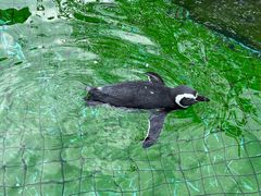 -上海野生动物园