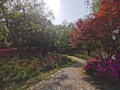 -上海滨江森林公园
