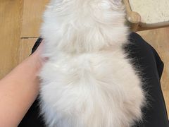 -猫咪派对(江南西店)