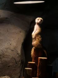 -Zoolung Zoolung动物主题公园(海信广场店)