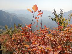 -大岭沟猕猴桃谷风景区