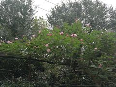-胶囊画廊