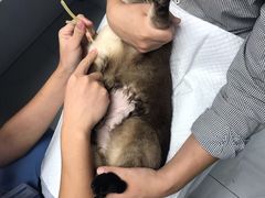 -纳吉亚猫专科动物诊疗中心(蒋宅口分院)