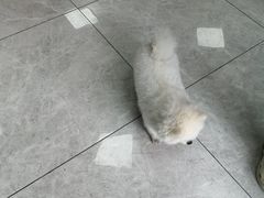 -瑞鹏瑞爱宠物医院·全科·猫科·血液透析中心(龙头寺店)