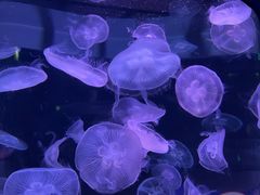 -欢乐海岸海洋奇梦馆