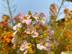 -中国天府农业博览园