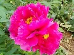 -洛阳郁金香牡丹园