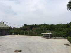 -南汇新场正宗水蜜桃采摘