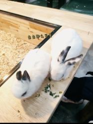-神奇动物撸宠馆·羊驼·小浣熊·异宠(豫园店)