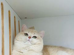 -青奢宠物·青奢猫舍