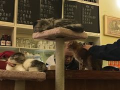 -猫色咖啡·猫咖