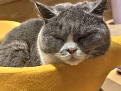 -滚猫咖啡·猫咖·猫友好撸猫(未来城店)