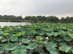 -荷塘月色湿地公园·向阳花洲