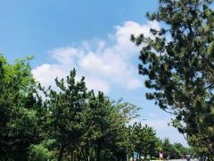 -渡海小渔村.老辈日照菜