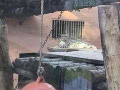 -青藏高原野生动物园