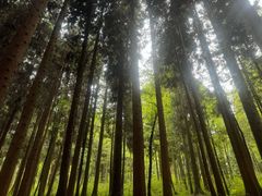 -武陵山森林公园