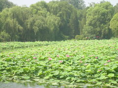 -紫竹院公园冰场
