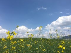 -光明小镇欢乐田园
