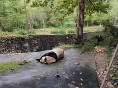 -都江堰中华大熊猫苑