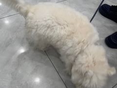-安安宠医宠物医院·异宠·犬猫内科(岳阳分院)