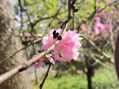 -南汇桃花村