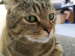 -喵园·猫主题咖啡厅·撸猫·猫咖(国贸店)