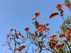 -北京西山国家森林公园