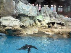 -帝企鹅自助餐厅•儿童岛•真企鹅(长隆企鹅酒店)