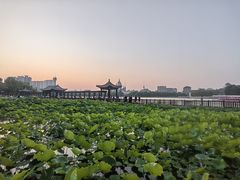 -莲花池公园