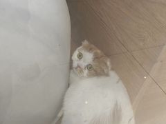 -猫冇咖·家门口的撸猫馆(大融城店)