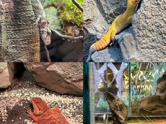 -帕帕拉兹宠物(亚洲旗舰店)