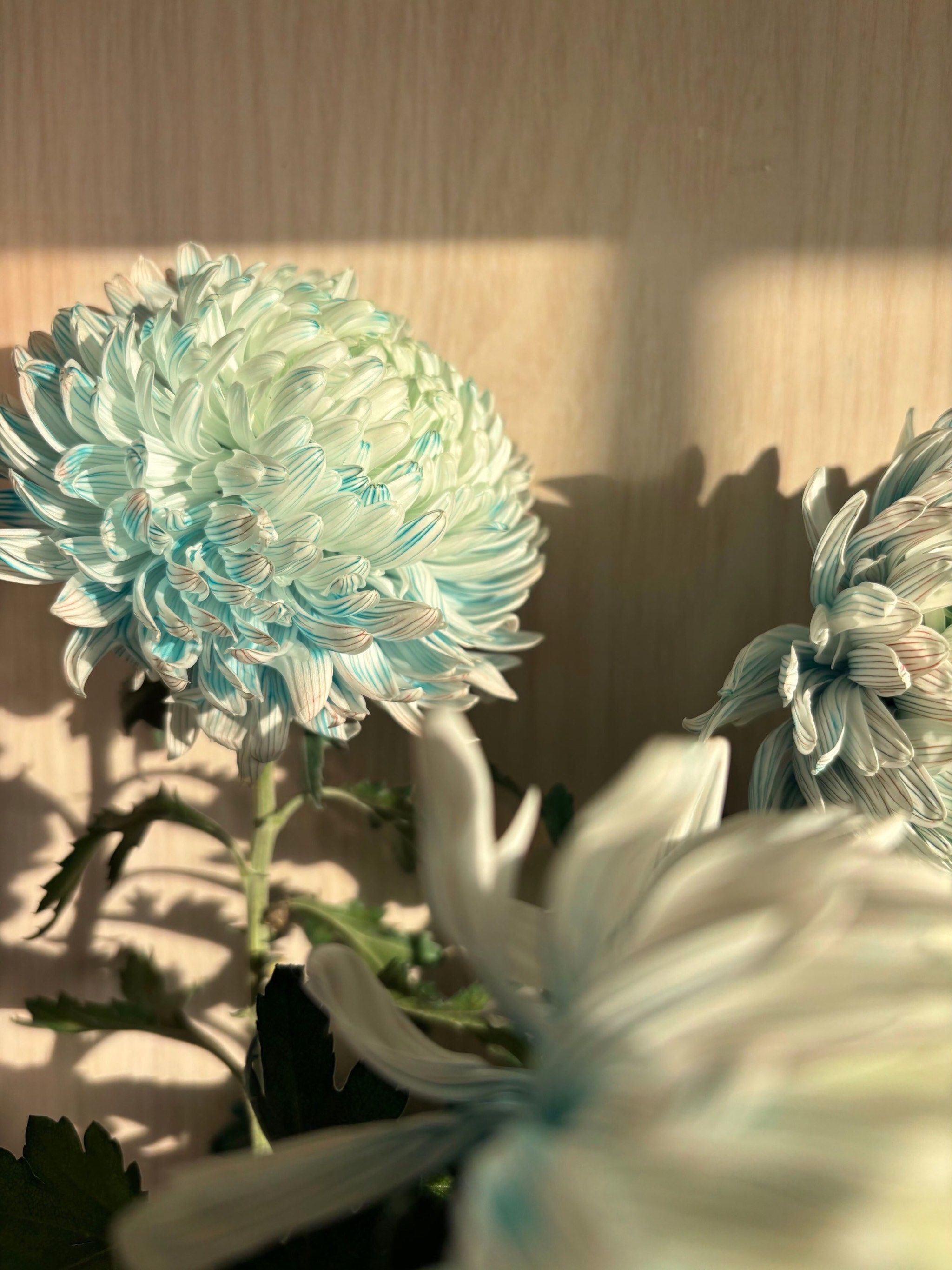 青花瓷牡丹菊!美得不可方物!