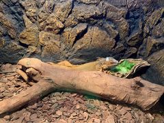 -绿色星球动物主题公园